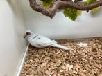 Bijna wit koppel bonte diamantduiven, Dieren en Toebehoren, Vogels | Overige Vogels, Meerdere dieren, Tropenvogel
