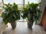 2 Prachtige Aglaonema kamerplanten, Huis en Inrichting, Ophalen, 100 tot 150 cm, Overige soorten, Halfschaduw