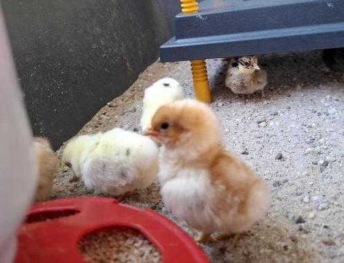 SERAMA KUIKENS, Dieren en Toebehoren, Pluimvee, Kip, Geslacht onbekend