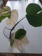 Monstera Variegata, Huis en Inrichting, Kamerplanten, Ophalen, Halfschaduw, Minder dan 100 cm