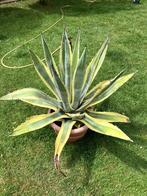 agave cactussen, Tuin en Terras, Planten | Tuinplanten, Ophalen, Bloeit niet, Overige soorten, Volle zon