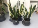 Sanseveria, Ophalen, Overige soorten, Halfschaduw, Minder dan 100 cm