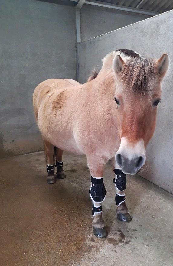Magneet knie en kogel beschermers, Dieren en Toebehoren, Paarden en Pony's | Beschermers, Nieuw, Rijden, Transport, Overige toepassingen