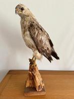 Opgezette Buizerd Jaren ‘80, Ophalen of Verzenden
