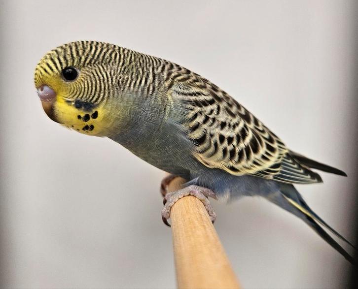 Grasparkiet parkietjes net uit het blok, Dieren en Toebehoren, Vogels | Parkieten en Papegaaien, Parkiet, Mannelijk
