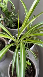 Plant met pot €4, Ophalen, Overige soorten, Minder dan 100 cm