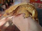 Wimpergekko vrouw Pet Only, Hagedis