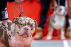 Mooie american bully dekreu's, België, Particulier, Rabiës (hondsdolheid), Reu