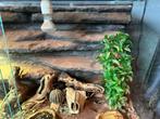 Terrarium incl toebehoren en achterwand 100 x 50 x 50, Dieren en Toebehoren, Ophalen