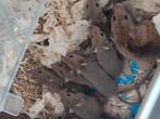 Baby muizen, Dieren en Toebehoren, Knaagdieren, September, Geslacht onbekend, Muis