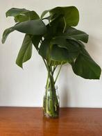 Monstera stekken 4x (twee bladeren per stek), Huis en Inrichting, Kamerplanten, Ophalen of Verzenden, Overige soorten, Minder dan 100 cm