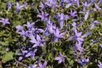 Campanula lactiflora 	celtisbladig klokje, Volle zon, Vaste plant, Lente, Ophalen