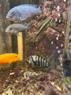 Groep Malawi Cichlid, Vis