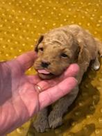 Prachtige abrikoos toypoedel pup reutje !!, Dieren en Toebehoren, Honden | Chihuahua's en Gezelschapshonden, 8 tot 15 weken, CDV (hondenziekte)