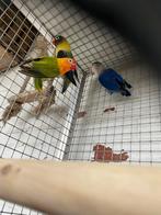 Agepornis ficheri, Dieren en Toebehoren, Vogels | Overige Vogels, Meerdere dieren, Geringd