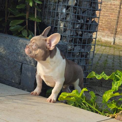 🥰Unieke isabella tan pied franse bulldog DEKREU Lorenzo 🥰, Dieren en Toebehoren, Honden | Dekreuen, Reu, Particulier, Eén hond