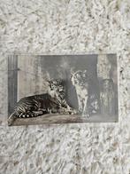 Oude ansichtkaart: Tijgers in Burgers Dierenpark, Ophalen of Verzenden, 1940 tot 1960, Gelopen