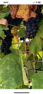 Drijfen plant ps €5, Ophalen of Verzenden, Minder dan 100 cm, Overige soorten, Zomer