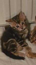 Super mooie en lieve Marble bengaal kater, Dieren en Toebehoren, Katten en Kittens | Overige Katten, Poes