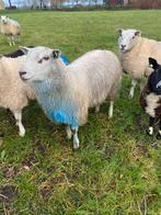 Dekram, Dieren en Toebehoren, Schapen, Geiten en Varkens, Mannelijk, Schaap