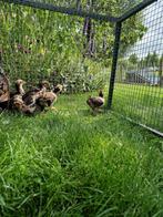 Barnevelderkriel haantjes, Dieren en Toebehoren, Pluimvee, Mannelijk, Kip