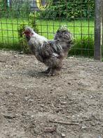 Wyandotte haan, Dieren en Toebehoren, Mannelijk, Kip