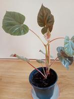 Begonia Oldemor = Deens voor overgrootmoeder., Ophalen, Overige soorten, Halfschaduw, Minder dan 100 cm
