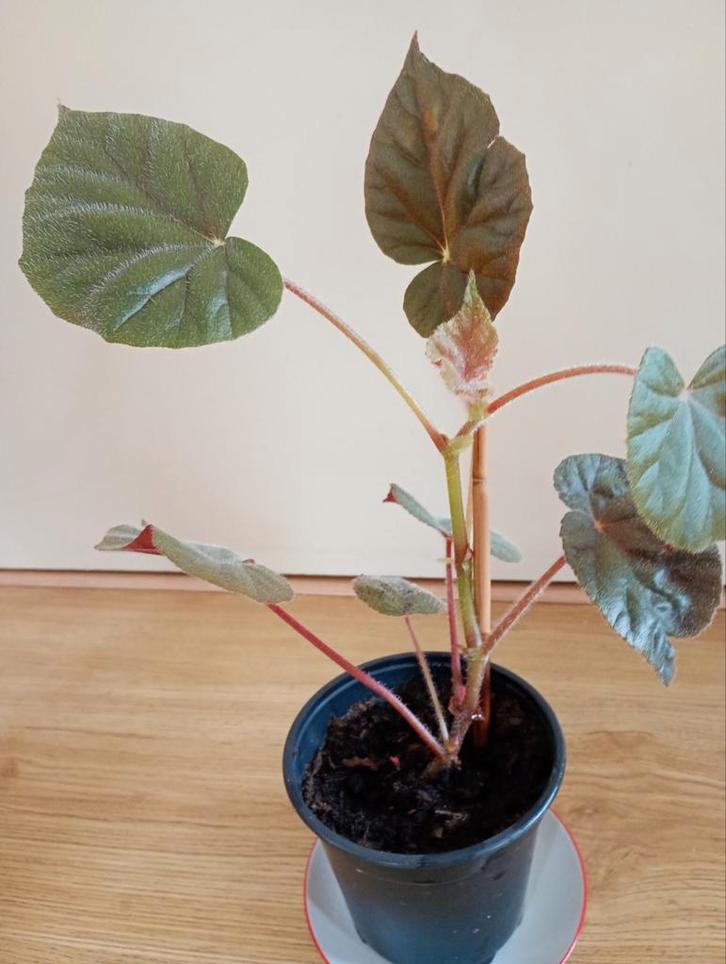 Begonia Oldemor = Deens voor overgrootmoeder., Huis en Inrichting, Kamerplanten, Overige soorten, Minder dan 100 cm, Halfschaduw