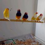 Gouldamdines, Dieren en Toebehoren, Vogels | Overige Vogels, Meerdere dieren, Geringd