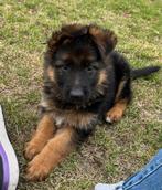 Prachtige langharige Duitse Herder puppy’s met rechte rug., Dieren en Toebehoren, Honden | Herdershonden en Veedrijvers, Rabiës (hondsdolheid)