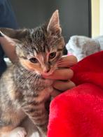 Kittens, Dieren en Toebehoren, Katten en Kittens | Overige Katten, Kater