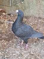 25, Dieren en Toebehoren, Vogels | Duiven