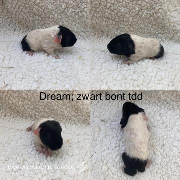 2 baby cavia beertjes us teddy drager beschikbaar voor biedingen