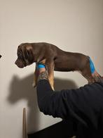 Xl bully Abkc stamboom, Overige rassen, 8 tot 15 weken, Parvo, Meerdere