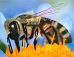 Bij op een bloem. (Eigen werk) Ingelijst airbrush schilderij, Huis en Inrichting, Ophalen, 50 tot 75 cm, Nieuw, Schilderij