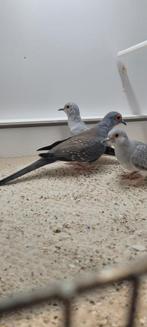 Koppel diamant duiven, Dieren en Toebehoren, Vogels | Duiven, Meerdere dieren, Overige soorten