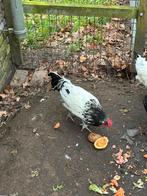 Lakenvelder haan te koop, Mannelijk, Kip