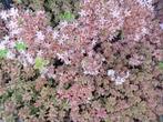 Sedum album, bruin "blad", witte bloemen, bodembedekker, Bodembedekkers, Volle zon, Vaste plant, Ophalen of Verzenden