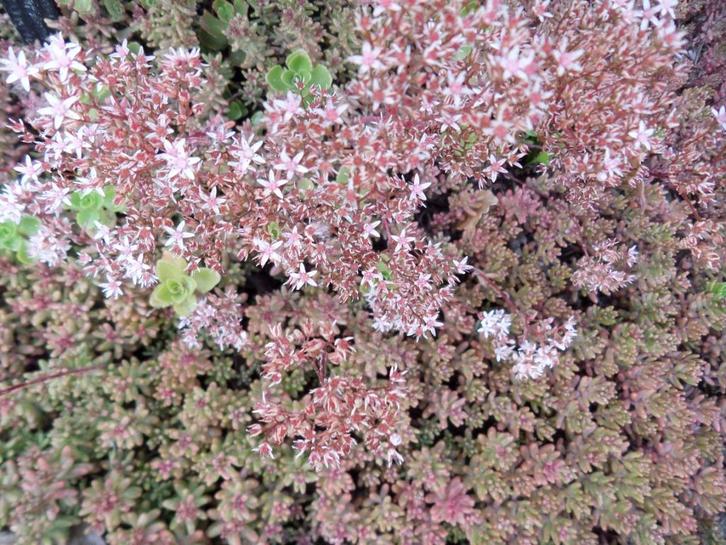 Sedum album, bruin "blad", witte bloemen, bodembedekker, Tuin en Terras, Planten | Tuinplanten, Vaste plant, Bodembedekkers, Volle zon