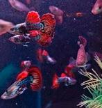 Raszuivere Platinum Red Dragon Guppen, prijs per stuk, Dieren en Toebehoren, Vissen | Aquariumvissen, Vis