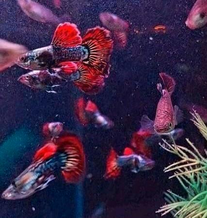 Raszuivere Platinum Red Dragon Guppen, prijs per stuk, Dieren en Toebehoren, Vissen | Aquariumvissen, Vis