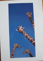 Giraffes -   Hallmark ansichtkaart, Verzenden, 1980 tot heden, Gelopen, Wild dier