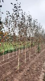 Betula utilis 'Doorenbos' 🌿 witte berkenboom, Tuin en Terras, Planten | Bomen, Ophalen, Overige soorten