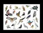 Vogels IJsvogel Uil Ekster Vlaamse Gaai Pimpelmees Ooievaar., Verzamelen, Ophalen of Verzenden, 1980 tot heden, Ongelopen, Vogel