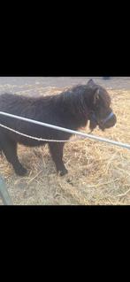 Shetland veulen, Minder dan 160 cm, Niet van toepassing, 0 tot 2 jaar, Hengst