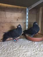 Valenciano Kroppers, Meerdere dieren, Kropper