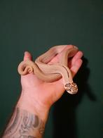 1.1 heterodon nasicus superconda, Dieren en Toebehoren, Reptielen en Amfibieën, Slang, 0 tot 2 jaar