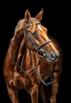 Verzorger gezocht Leersum voor paard, Dieren en Toebehoren