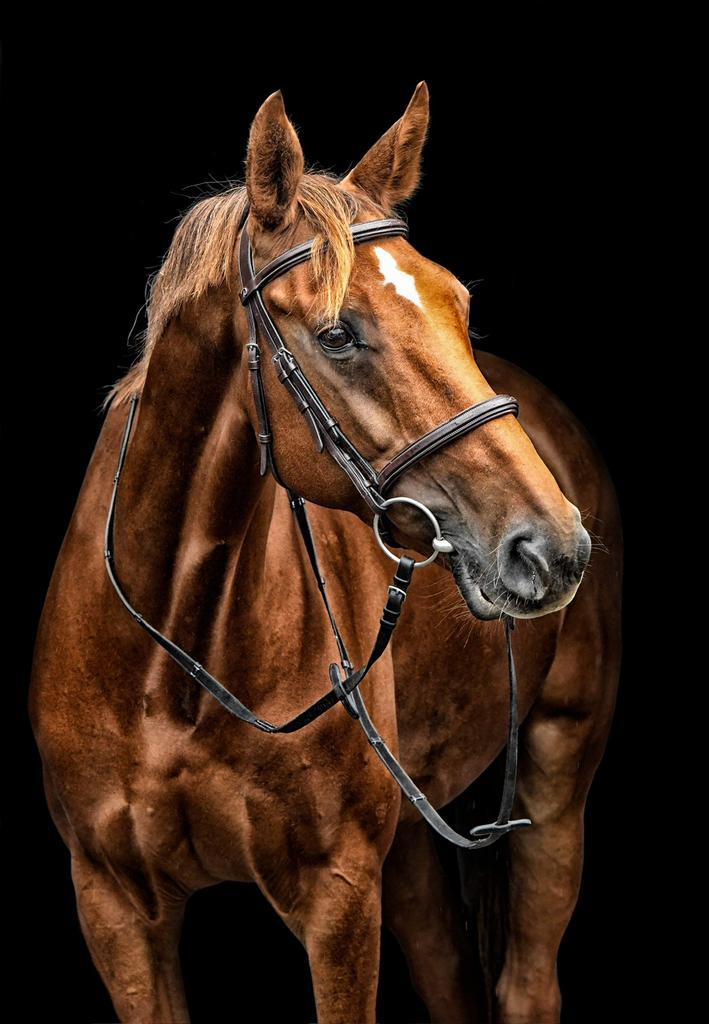 Verzorger gezocht Leersum voor paard, Dieren en Toebehoren, Stalling en Weidegang