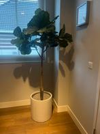 Ficus lyrata op stam kunst 1,85 hoog, Ophalen of Verzenden, Zo goed als nieuw